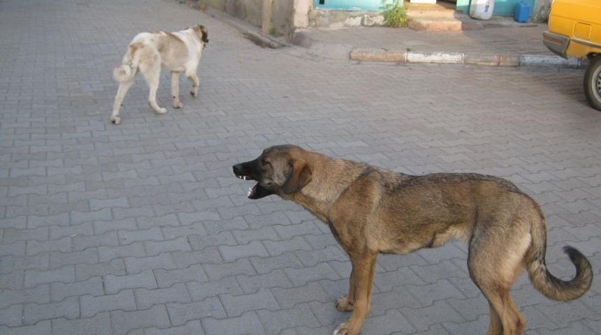 Kağızman&rsquo;da Sokak K&ouml;pekleri Vatandaşın Korkulu R&uuml;yası