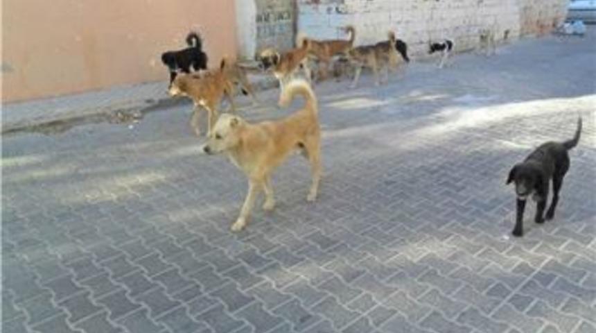 Kağızman&rsquo;da,Sokak k&ouml;pekleri k&uuml;&ccedil;&uuml;k kıza saldırdı