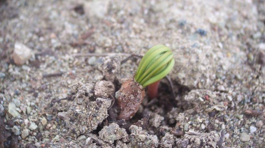 Bakan Eroğlu: Erciyes Dağı'nı Z&uuml;mr&uuml;t Yeşile Bezedik