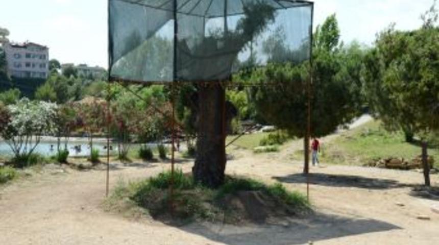 B&uuml;y&uuml;kşehir Anıt Ağa&ccedil;ları Koruma Altına Aldı