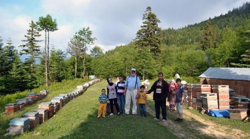 Orman G&uuml;lleri Arıcıları &Ccedil;ekiyor