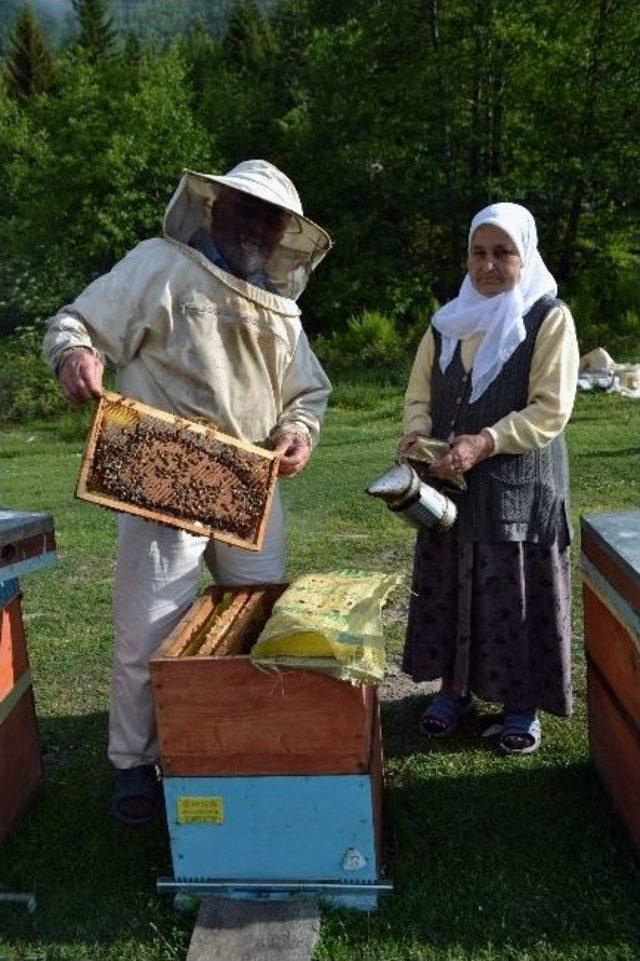 Orman G&uuml;lleri Arıcıları &Ccedil;ekiyor 1
