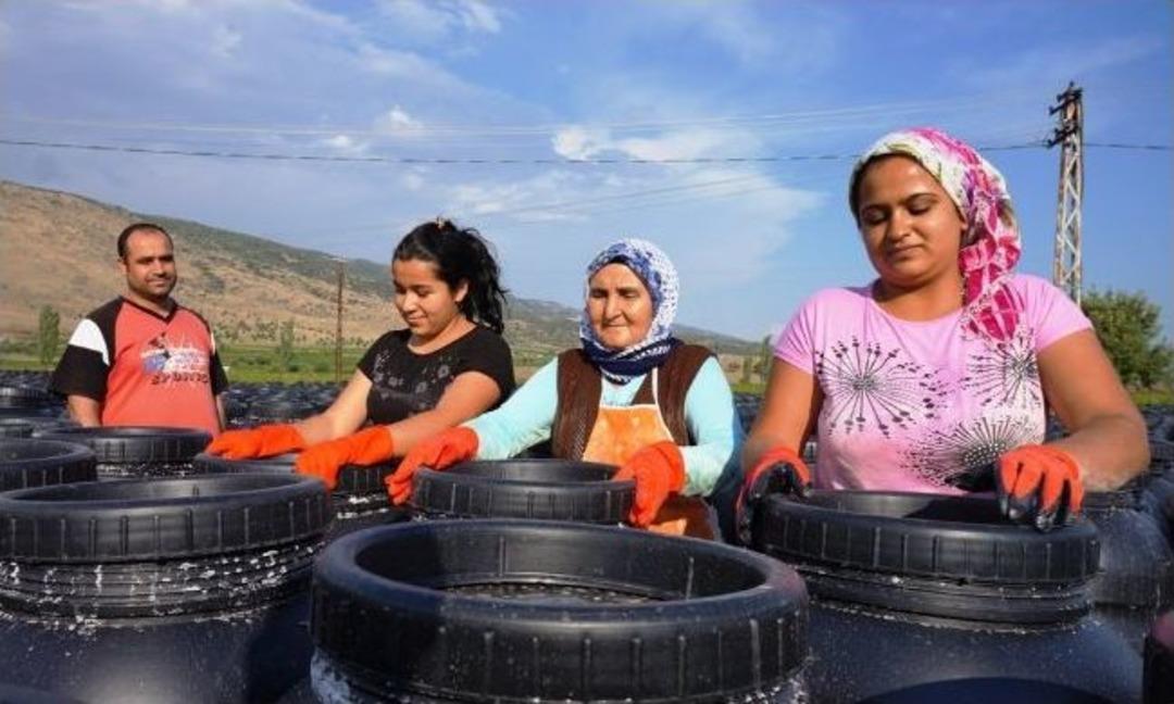 Sarıg&ouml;l&rsquo;den L&uuml;bnan&rsquo;a Yaprak İhracatı