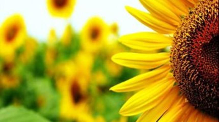 Kivi Bağırsağa, Mango Terlemeye Iyi Geliyor