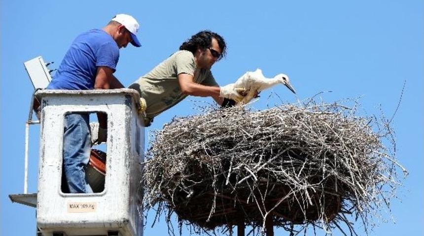 Sel&ccedil;uk&rsquo;ta Leylekler Yakın Takipte