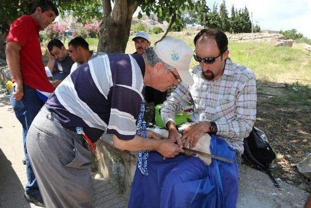 Selçuk’ta Leylekler Yakın Takipte