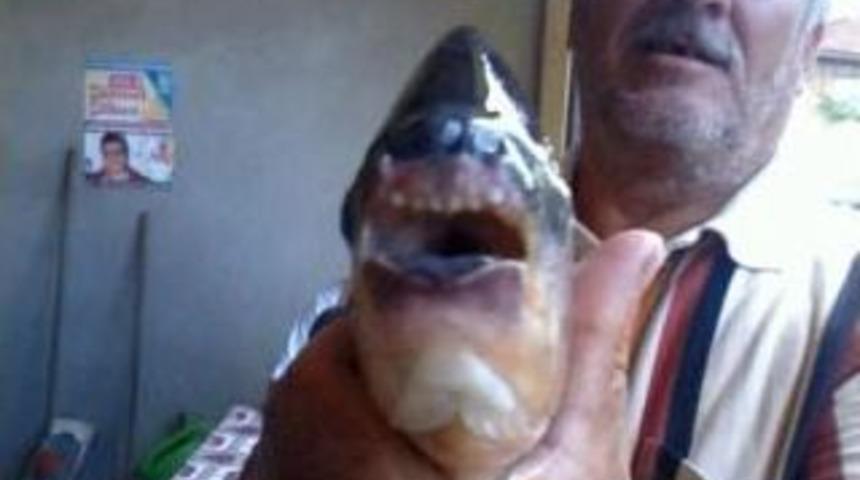 İznik G&ouml;l&uuml;'nde Pirana Balığı Yakaladı