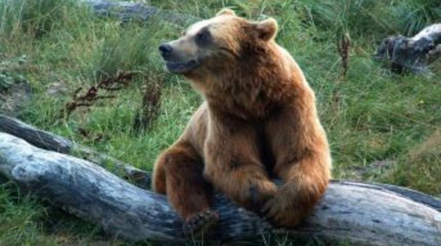 &Ouml;l&uuml; Taklidi Yaparak, Ayı Saldırısından Yaralı Kurtuldu