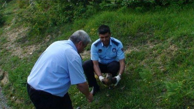 Yaralı Şahine Belediye Şefkati