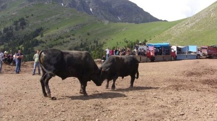 Artvin’de Boğa Güreşleri İlgi Çekmeye Devam Ediyor