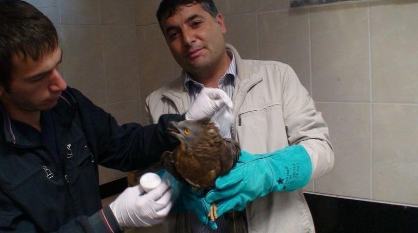 Yaralı Şahinin Imdadına Zabıta Yetişti