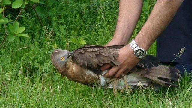 Yaralı Şahinin Imdadına Zabıta Yetişti 1