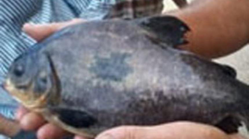 İznik G&ouml;l&uuml;'nde pirana yakalandı