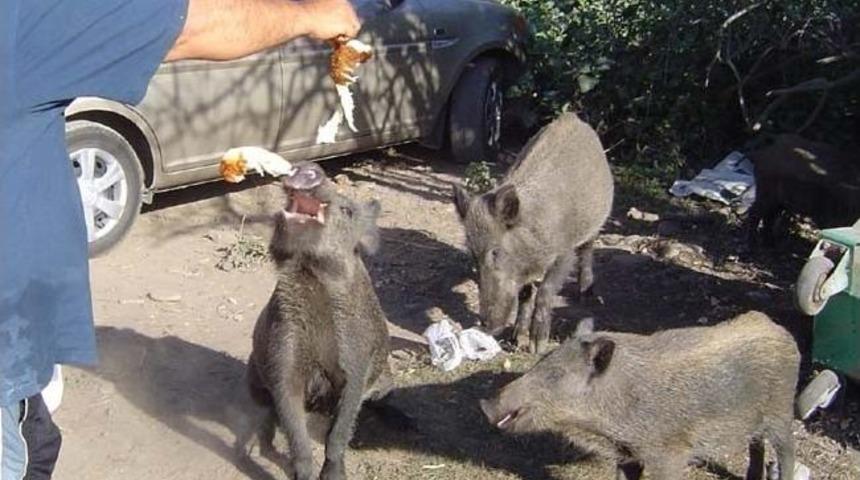 Deniz Sezonunun Başlaması En &Ccedil;ok Milli Park&rsquo;taki Domuzları Sevindirdi