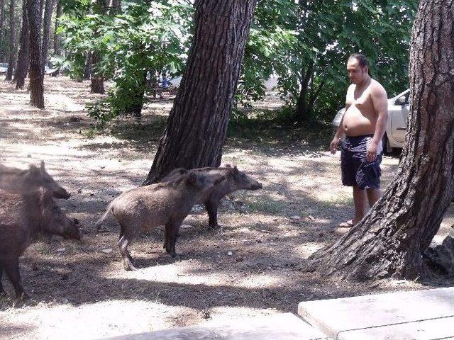 Deniz Sezonunun Başlaması En Çok Milli Park’taki Domuzları Sevindirdi