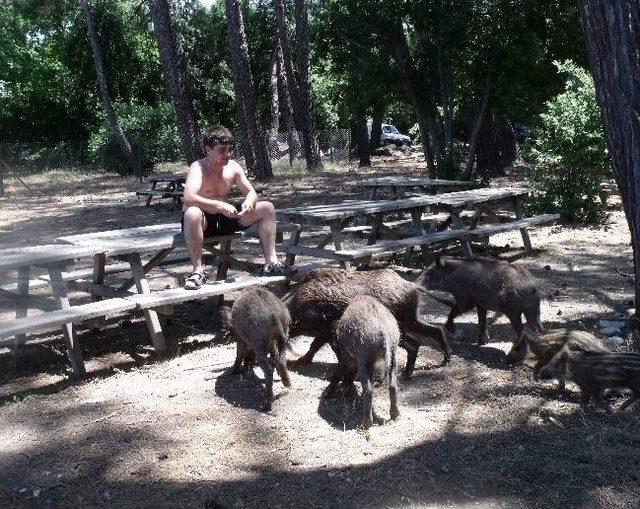 Deniz Sezonunun Başlaması En Çok Milli Park’taki Domuzları Sevindirdi