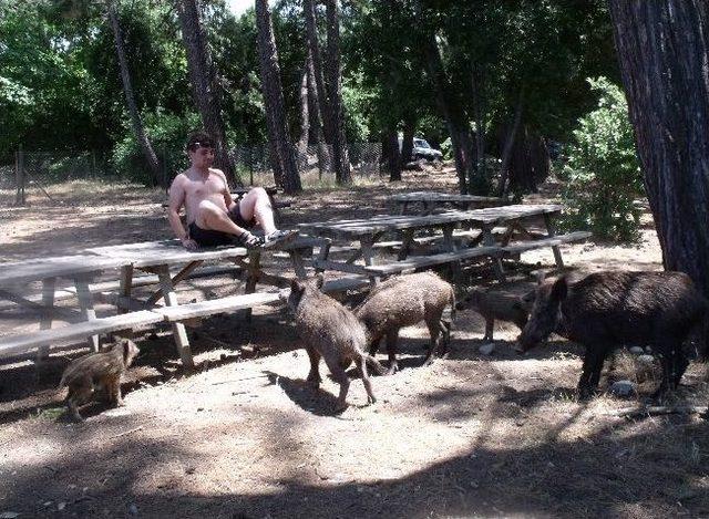 Deniz Sezonunun Başlaması En Çok Milli Park’taki Domuzları Sevindirdi