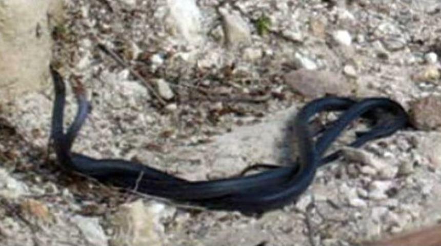 Kara Yılanların Dansı