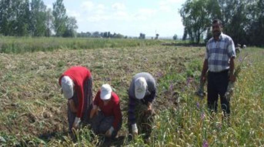Yozgat&rsquo;ta Sarımsak Hasadı Başladı