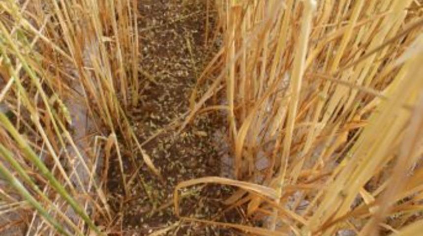 Kırıkkale&rsquo;de Dolu, Ekili Alanın Yarısına Zarar Verdi