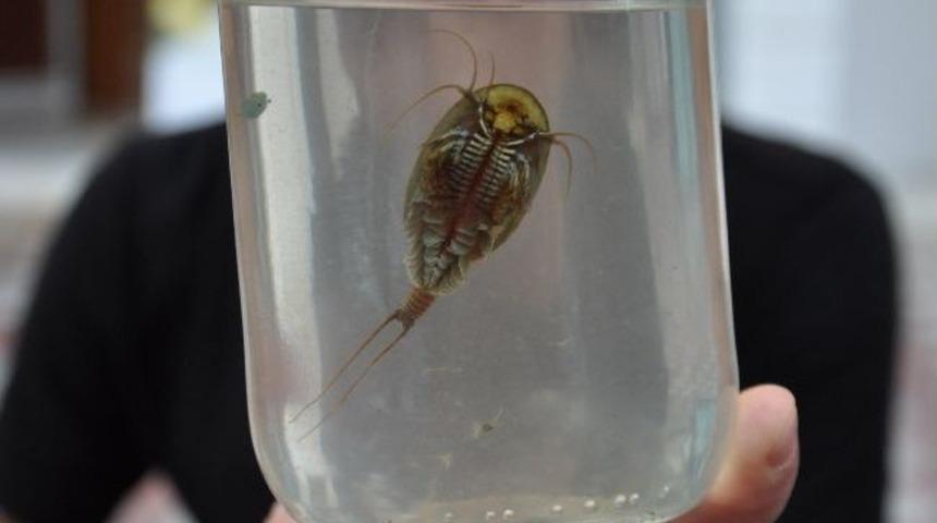 İlgin&ccedil; Su Canlısı İlgi Odağı Oldu