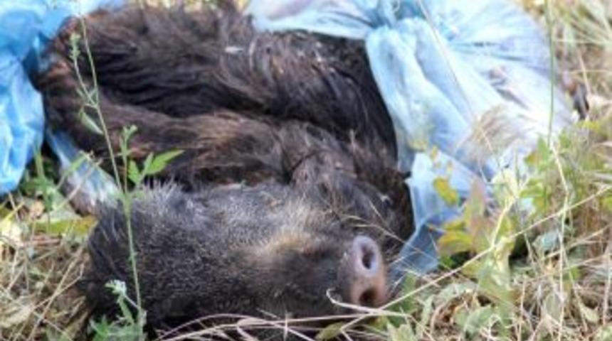 Tarlasında Par&ccedil;alanmış Domuz Leşi Buldu