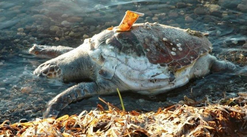 Nesli T&uuml;kenmekte Olan Caretta Caretta &Ouml;l&uuml; Bulundu