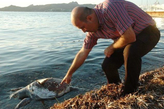 Nesli Tükenmekte Olan Caretta Caretta Ölü Bulundu