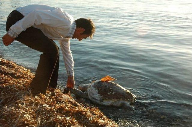 Nesli Tükenmekte Olan Caretta Caretta Ölü Bulundu