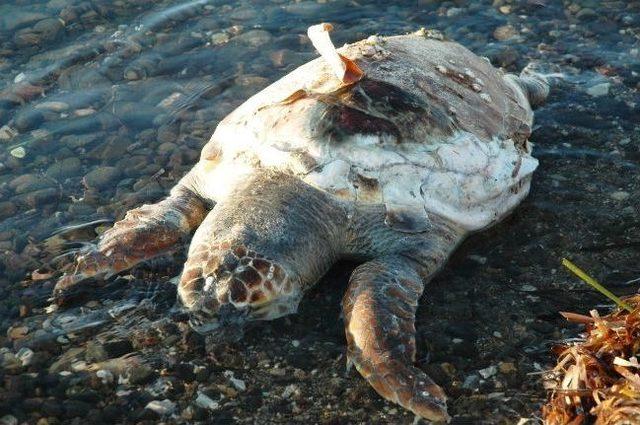 Nesli Tükenmekte Olan Caretta Caretta Ölü Bulundu