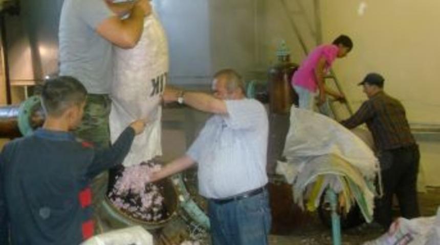 İşlenen G&uuml;l &Ccedil;i&ccedil;ekleri Ihracata Hazır