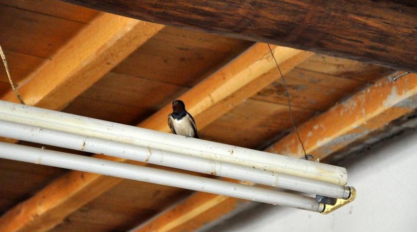 Tunceli'nde K&ouml;y Kahvehanesini Kırlangı&ccedil;lar Mesken Uttu