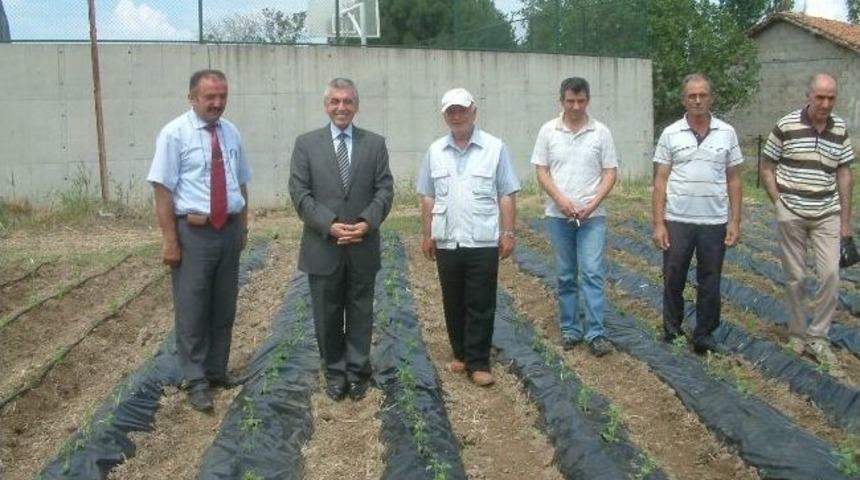 Burhaniye&rsquo;de &Ouml;rnek Stevia Bah&ccedil;esi Kuruldu