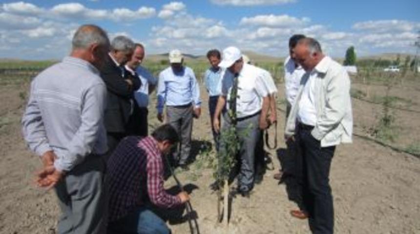 Ankara Meyvecilikte De Iddialı