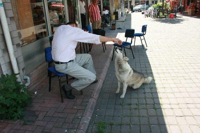 Arabanın Çarptığı Köpek Tedavi Edildi