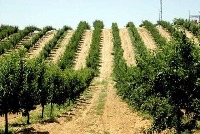 Sertifikalı Fidan Desteğinden Faydalanmak İsteyen &Uuml;reticilere Uyarı 1