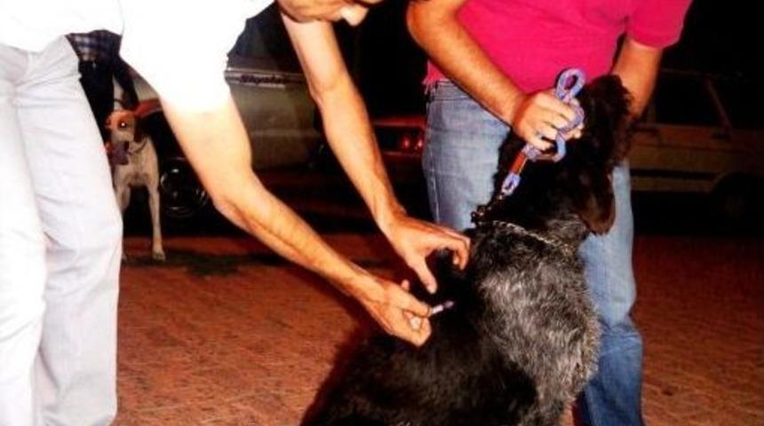 Sarıg&ouml;l&rsquo;de Av K&ouml;pekleri Aşılandı