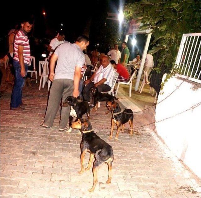 Sarıgöl’de Av Köpekleri Aşılandı