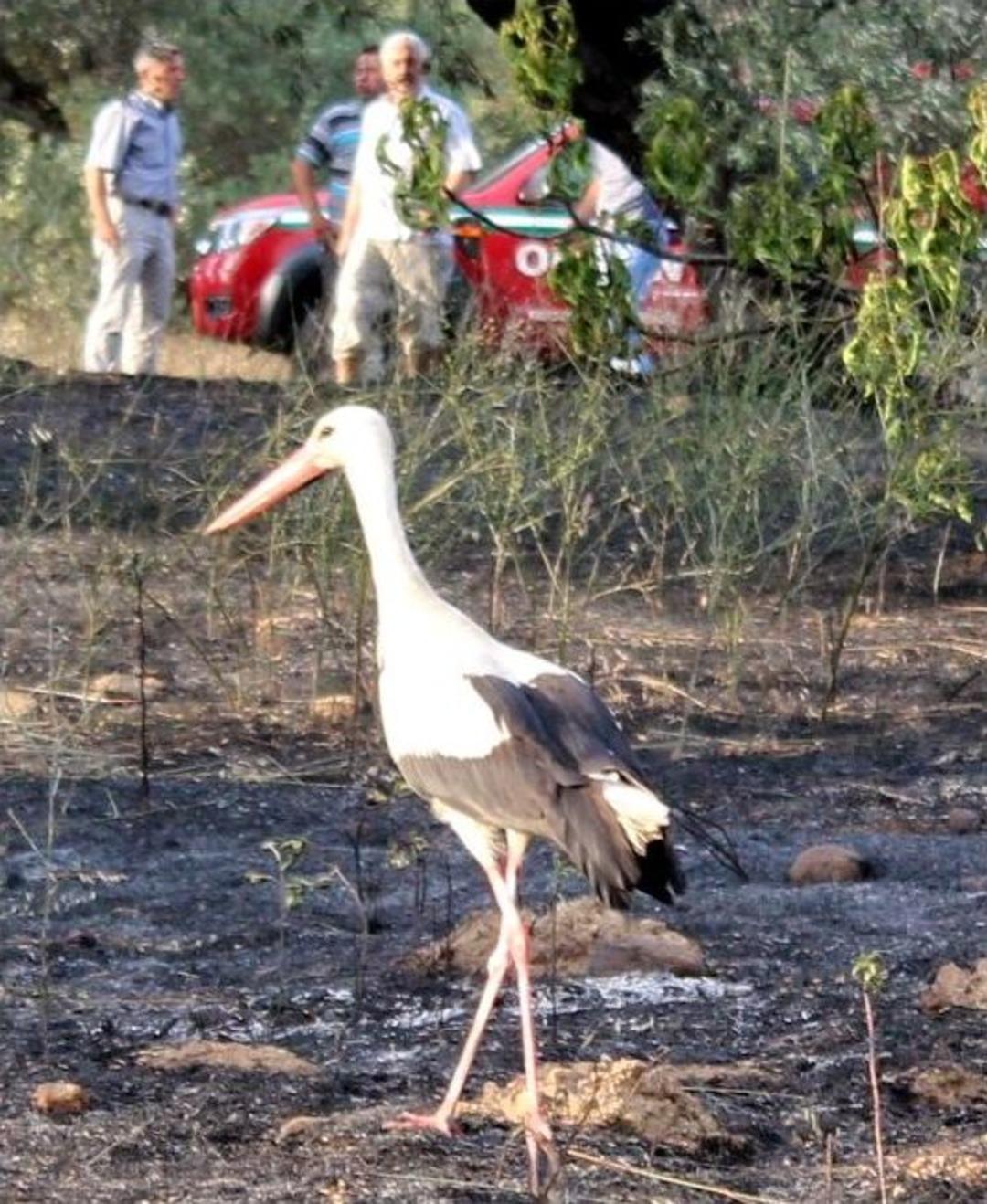Arazi Yangını Hayvanları Evsiz Bıraktı