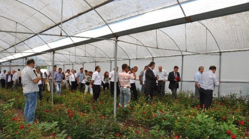 Kesme &Ccedil;i&ccedil;ek Yetiştiriciliği Tarla G&uuml;n&uuml;