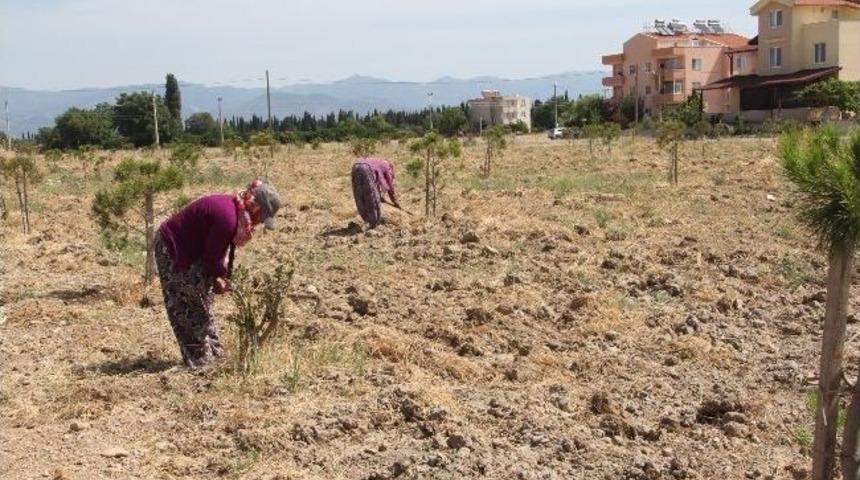 Burhaniye Belediyesi Boş Arazilerin Temizliğini Yapıyor