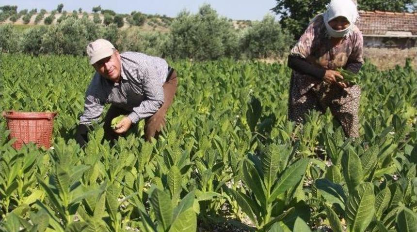 Ege&rsquo;de T&uuml;t&uuml;n Hasadı Başladı