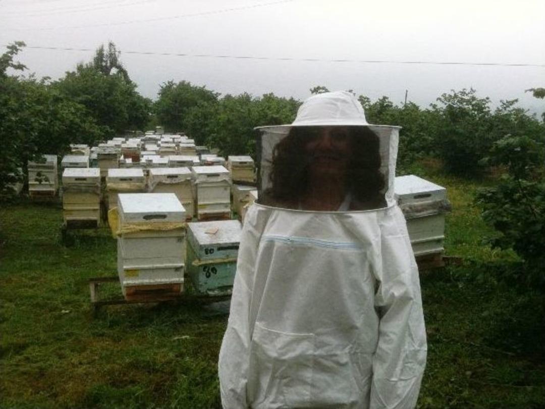 Ork&ouml;y Arıları Bal Vermeye Başladı