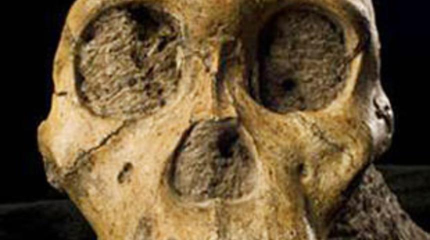 Evrim s&uuml;recinde yeni bir halka