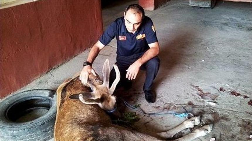 Tosya&rsquo;da Yaralı Geyik Bulundu
