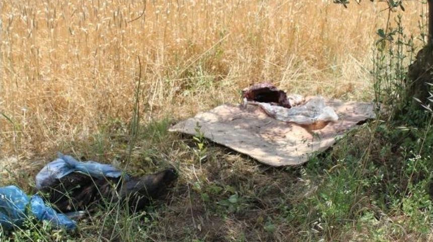 Tarlada Y&uuml;z&uuml;lm&uuml;ş Domuz Bulundu