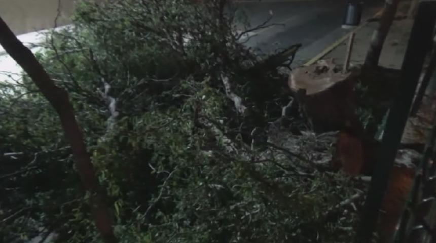 Meteoroloji İstanbul için uyarmıştı! Silivri'de sağanak ve fırtınada ağaçlar devrildi