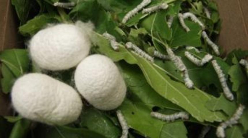 Bursa İpeği Eski G&uuml;nlerine Kavuşuyor