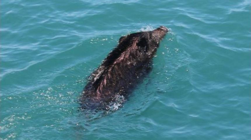 Yaban Domuzunun Deniz Keyfi