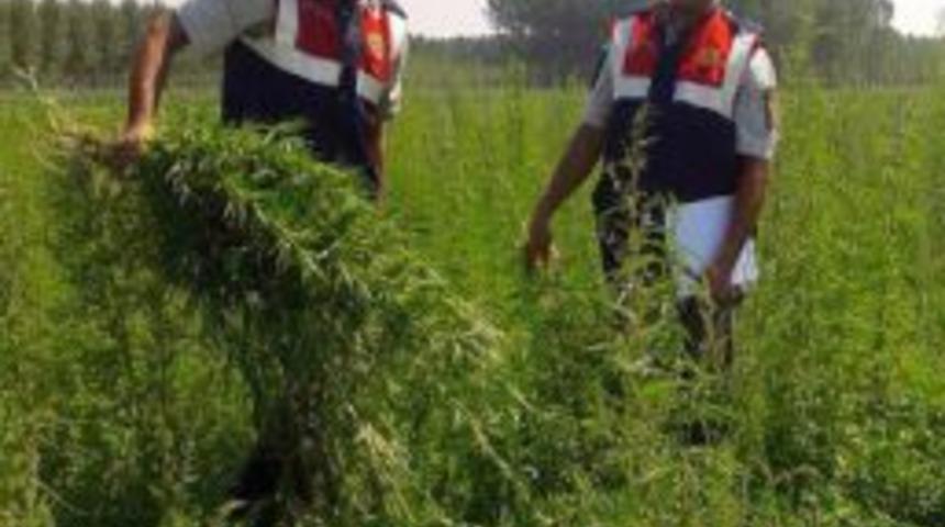 Edirne'de 245 Bin 600 K&ouml;k Hint Keneviri Imha Edildi